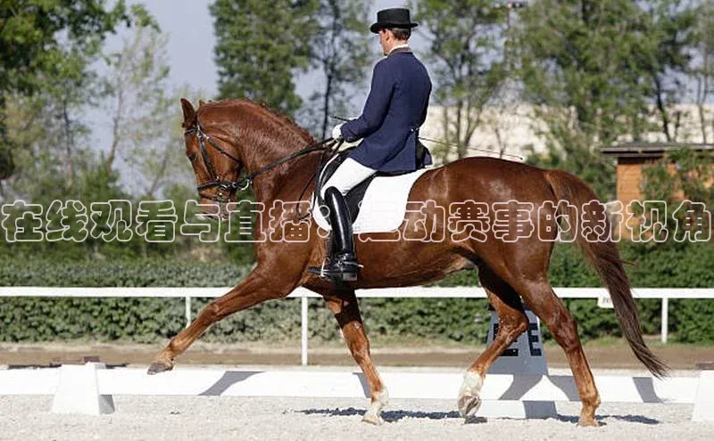 在线观看与直播：运动赛事的新视角